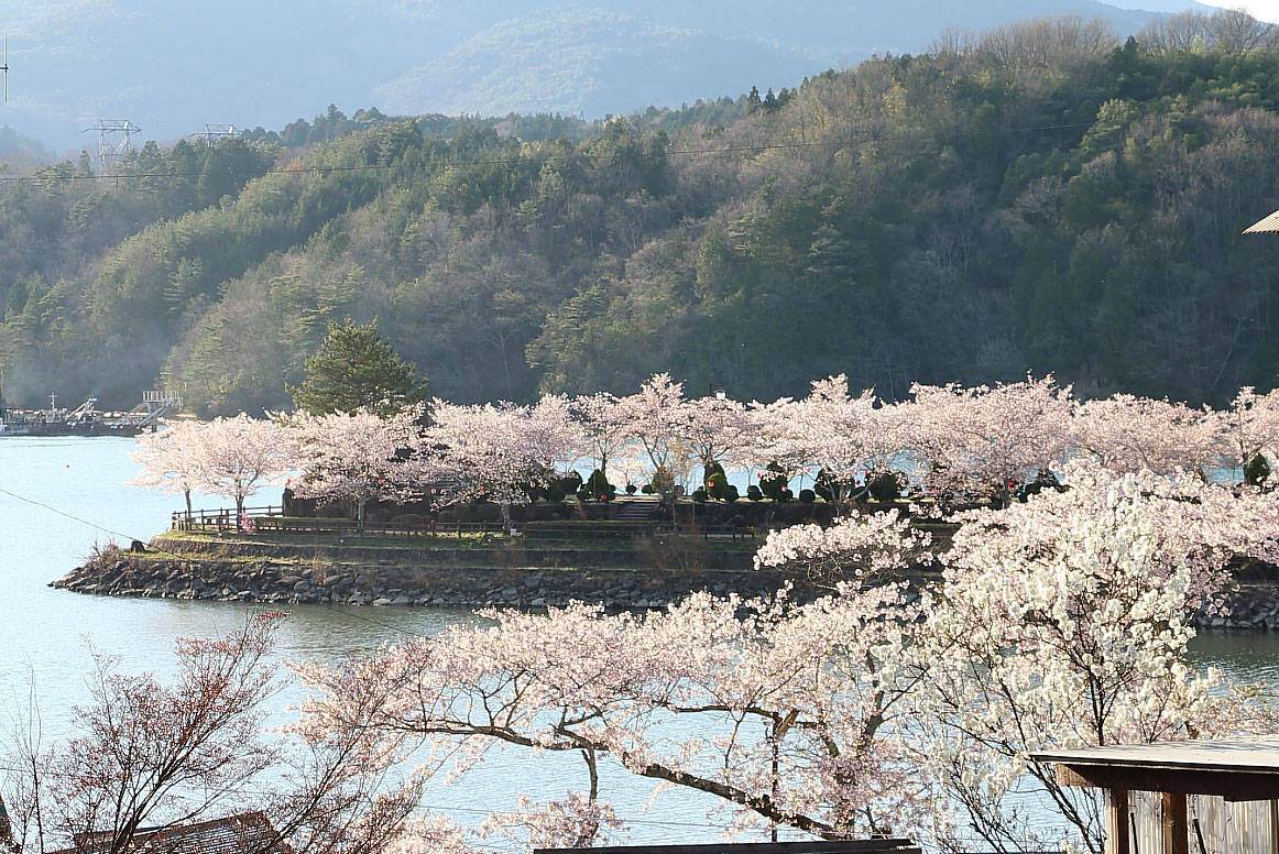 桜