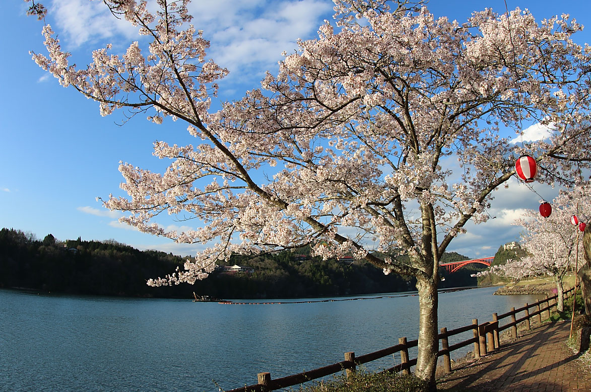 桜と木曽川