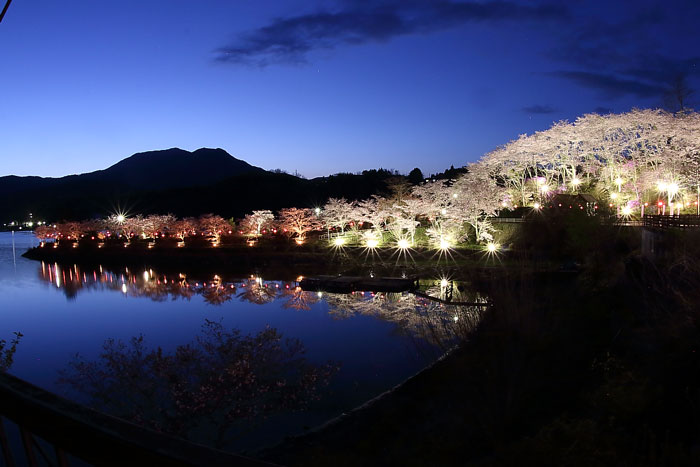 恵那峡さざなみ公園のライトップされた桜