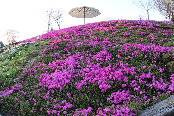 芝桜