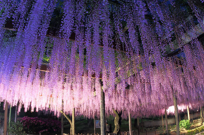 垂れ下がる藤の花のライトアップ