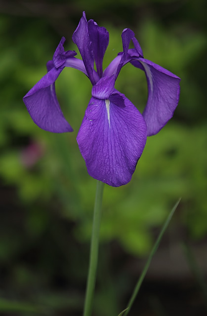 綺麗な紫色の５月の愛知県の花