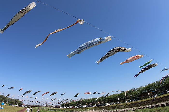 相川水辺公園の鯉のぼり