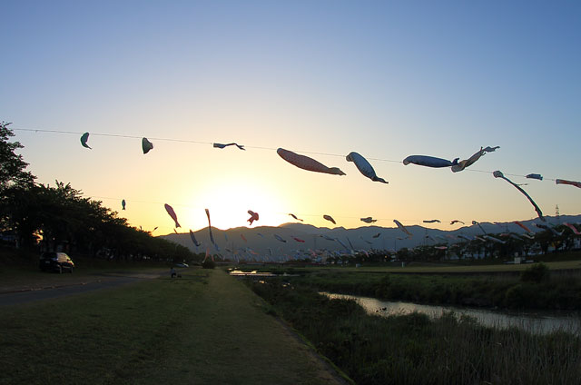 夕日と鯉のぼり