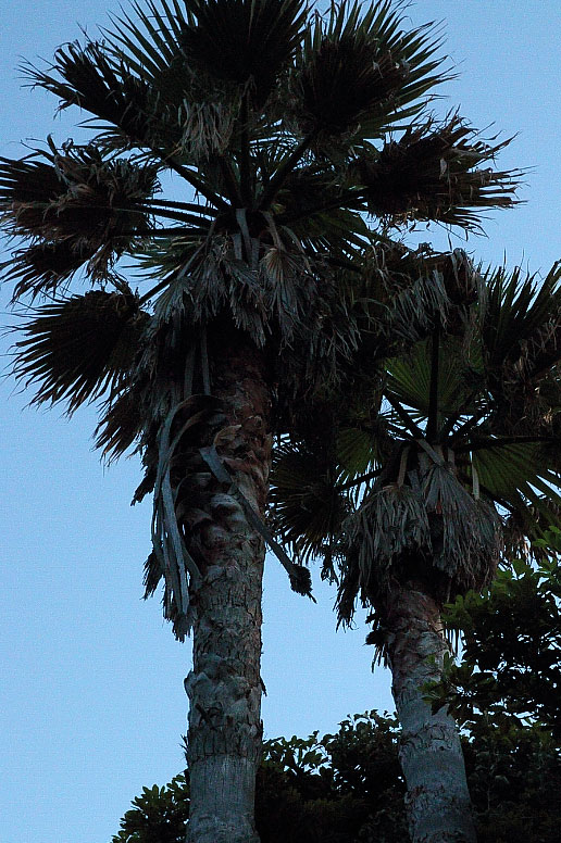 椰子の木の記念樹