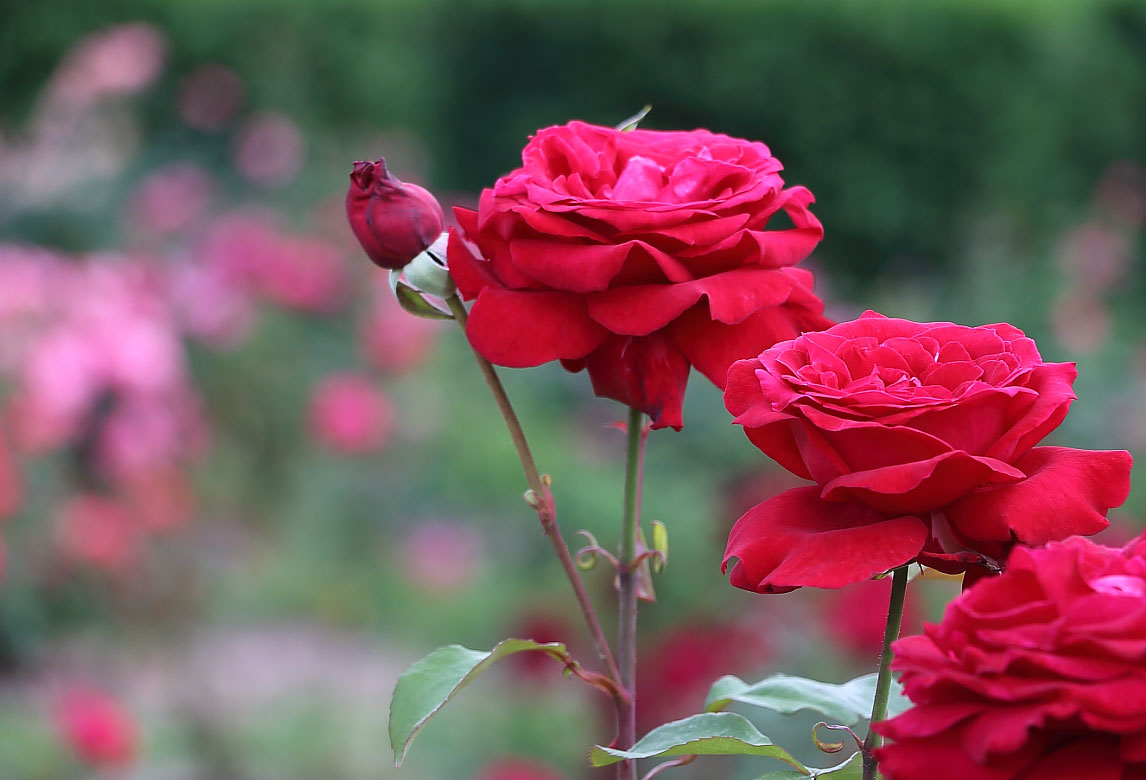 深紅の薔薇