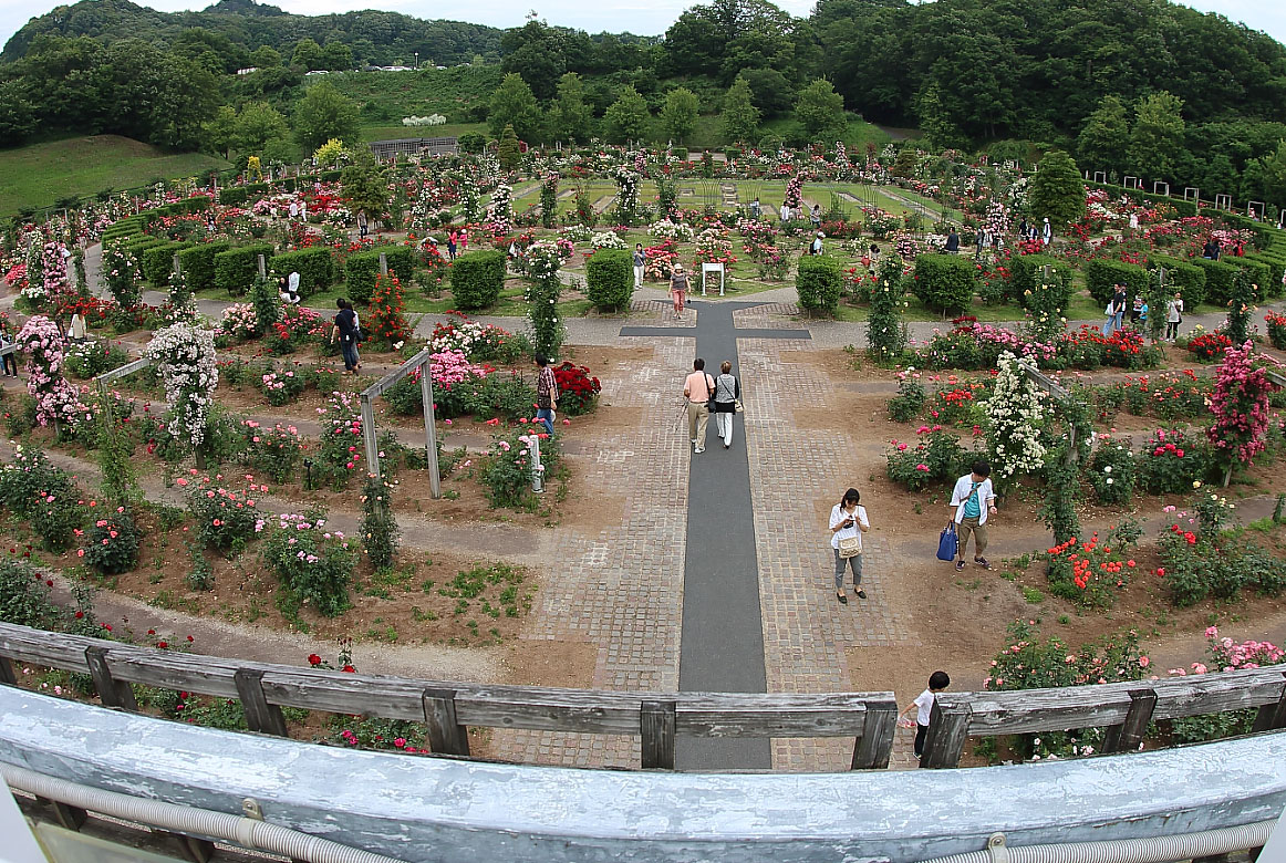 展望塔から見たヘルテージローズガーデンの全景