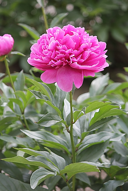 横から見た濃いピンク色の芍薬