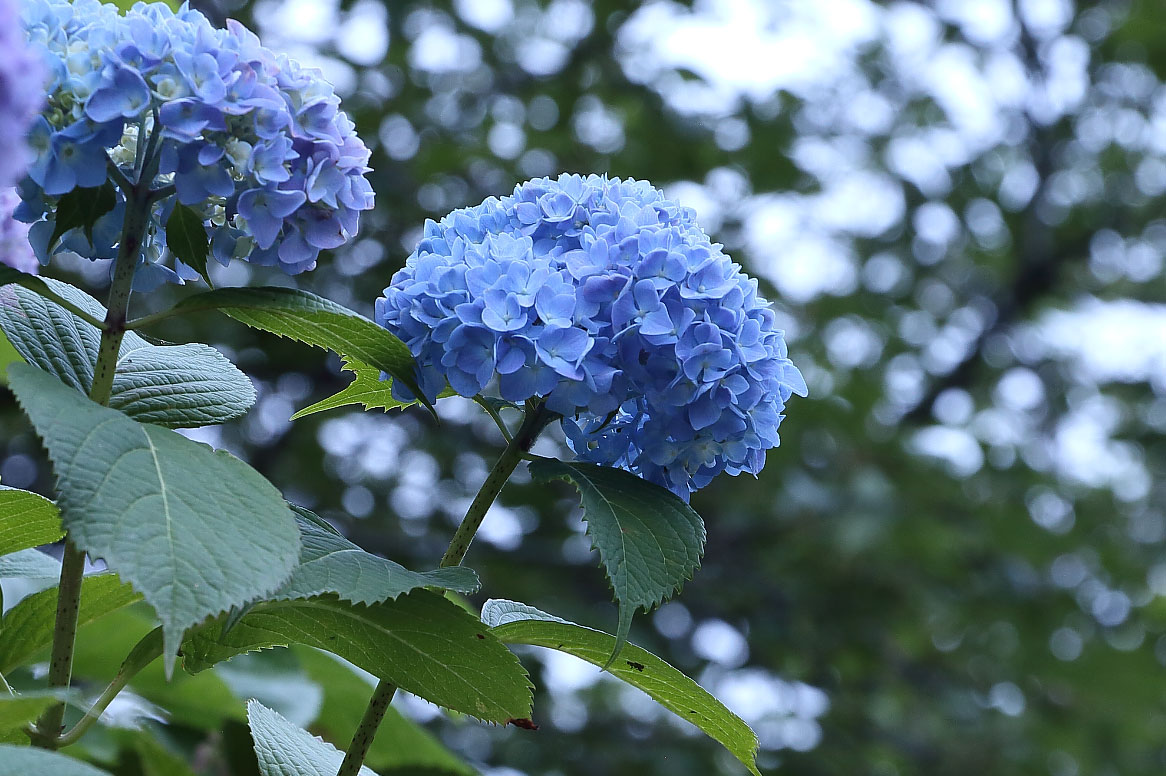 紫陽花