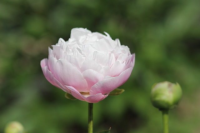 シャクヤクの花