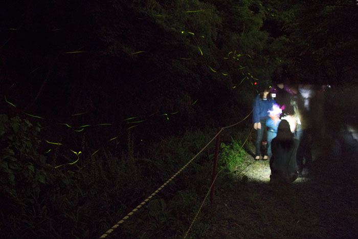 ゲンジボタルを観賞する人とホタルの軌跡