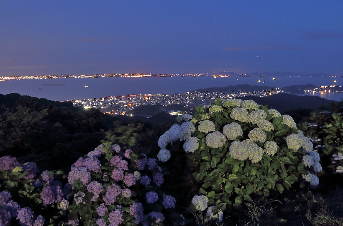 紫陽花と三河湾の夜景