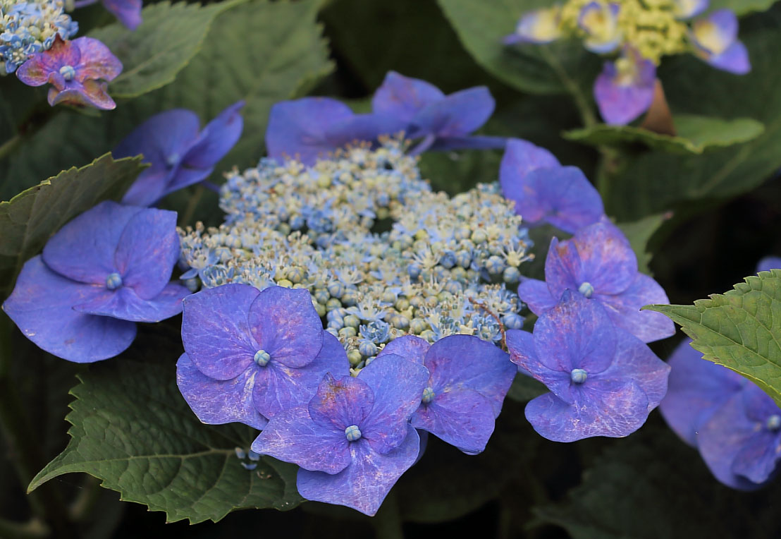 様々な種類の紫陽花も見られます。