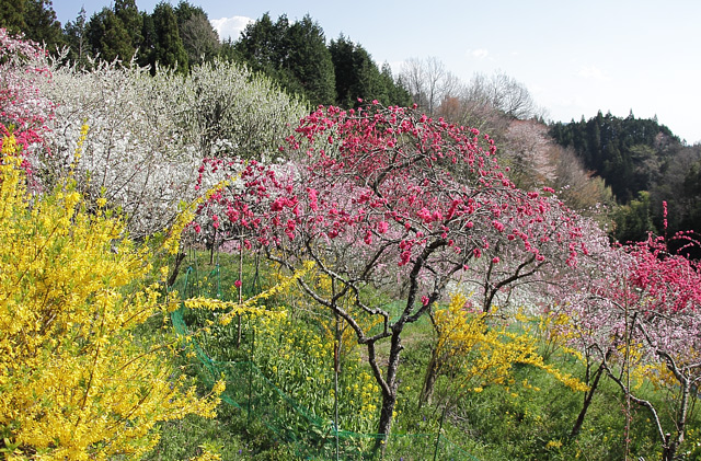 黄色と赤と白の桃の花