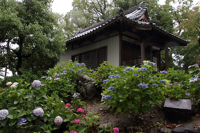 観音堂と紫陽花