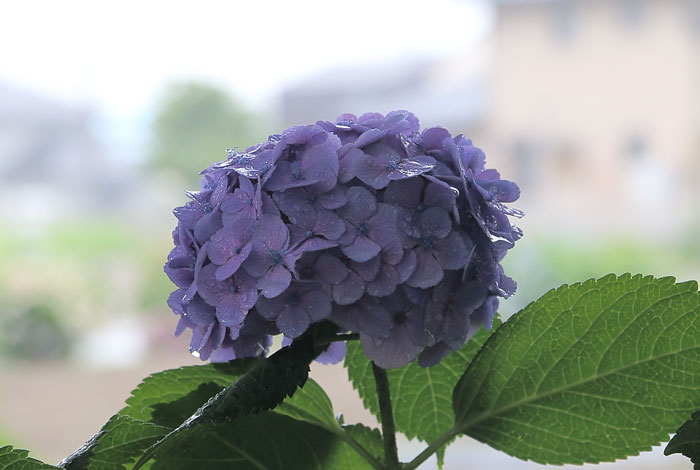 雨に濡れた薄紫色の紫陽花