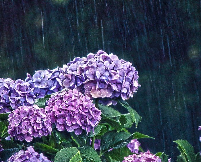 雨と紫陽花