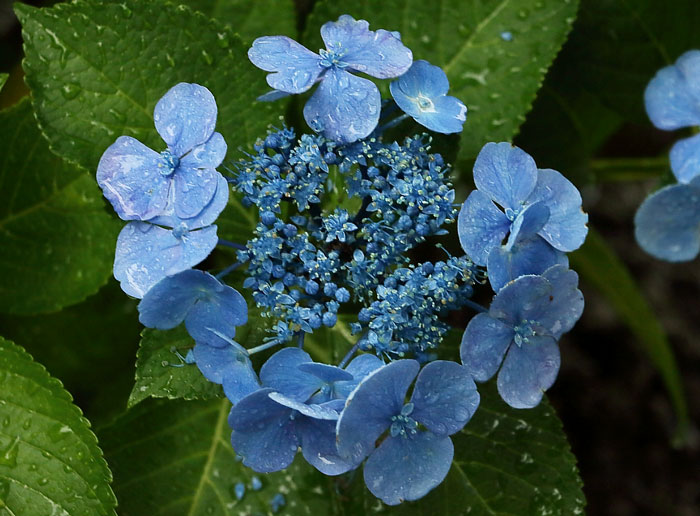 額紫陽花