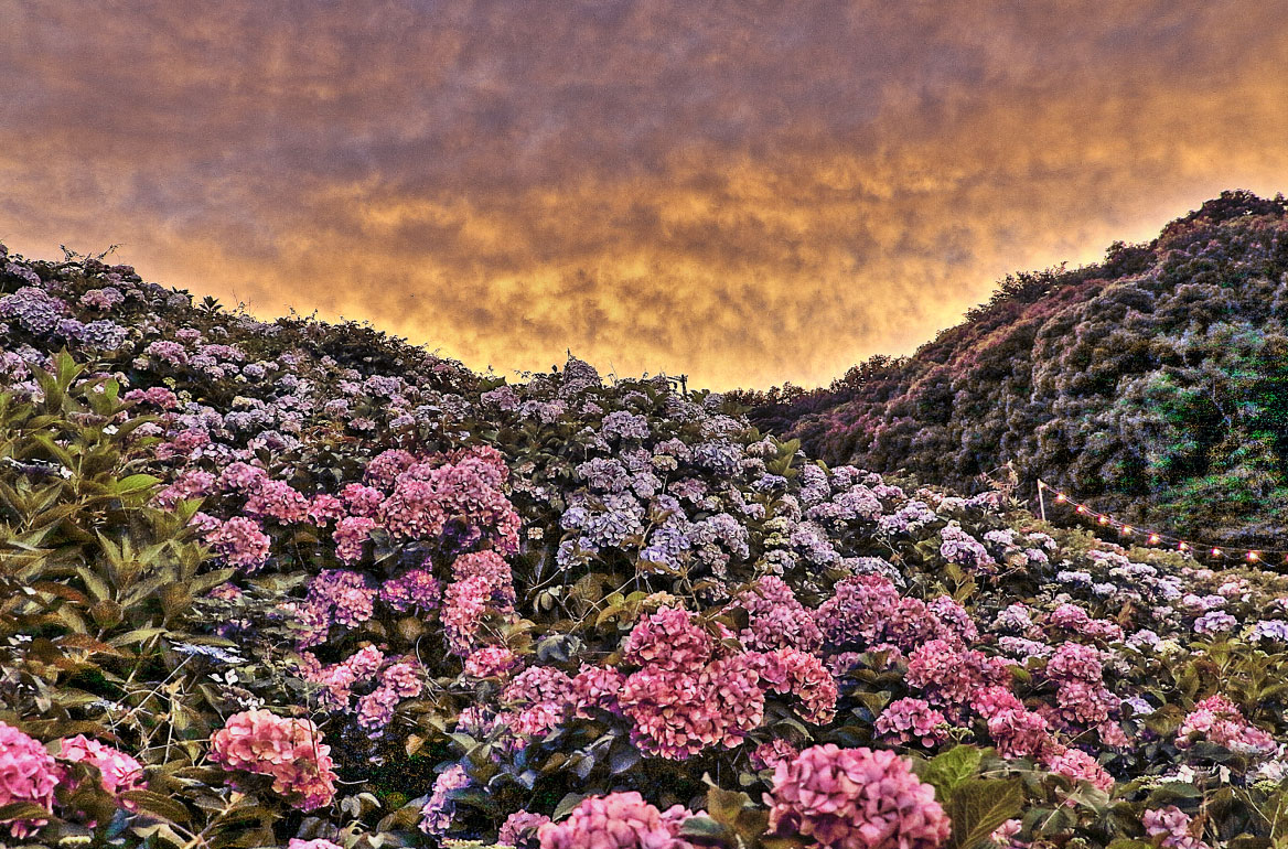 夕方の紫陽花（HDR）