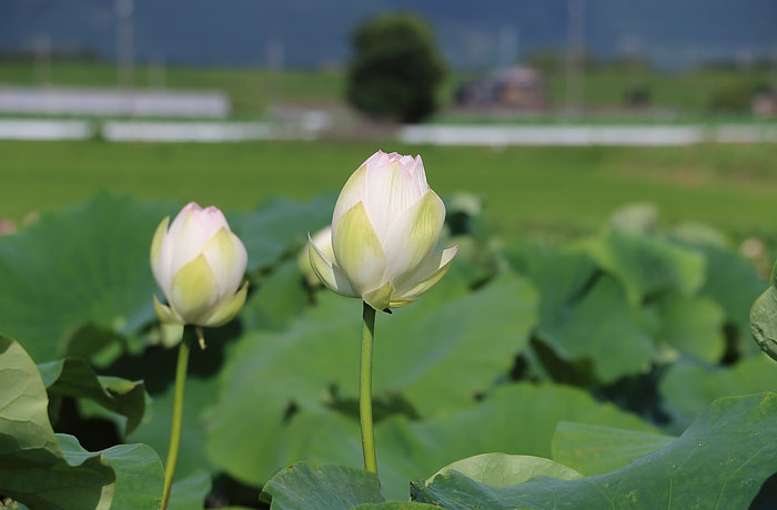 ハスのつぼみ