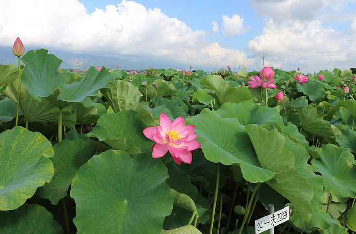 赤蓮保存田の全景