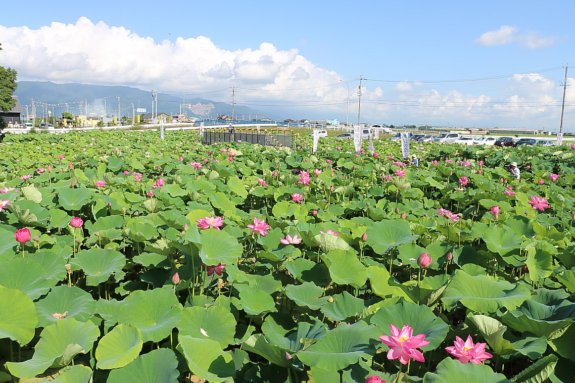 森川花はす田の全景