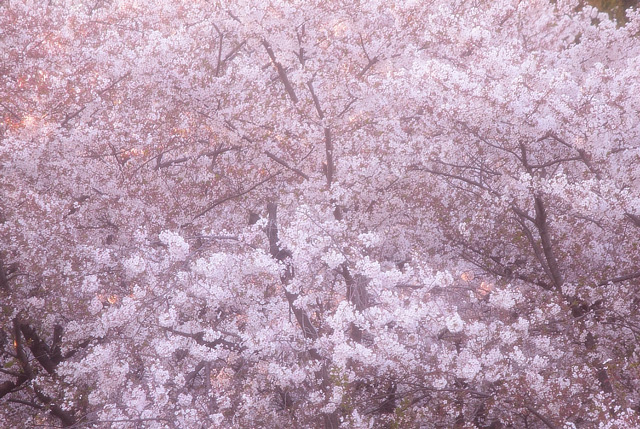 桜