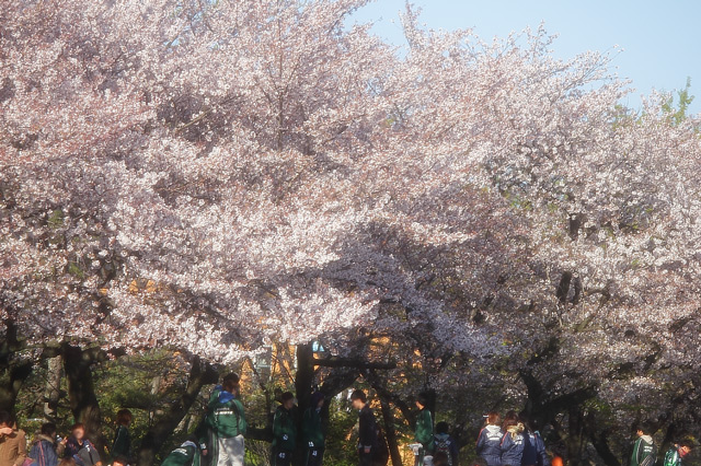 お花見をする人々