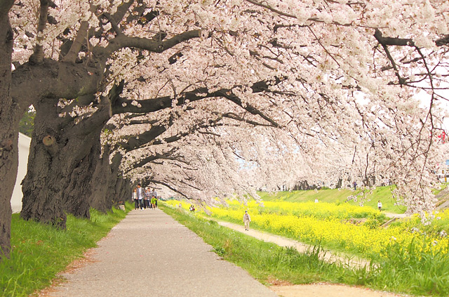 桜のトンネル