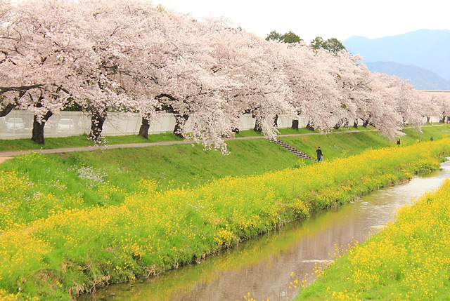 佐奈川の堤防沿いの桜並木と菜の花