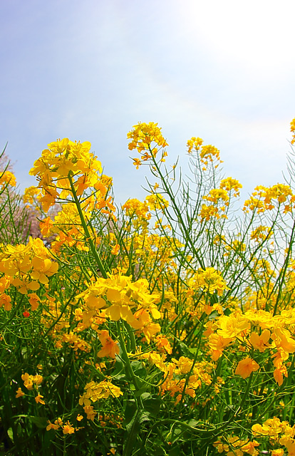 菜の花と光環