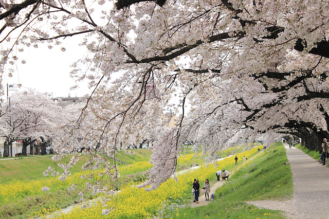 佐奈川河川敷で菜の花を観賞する人たち