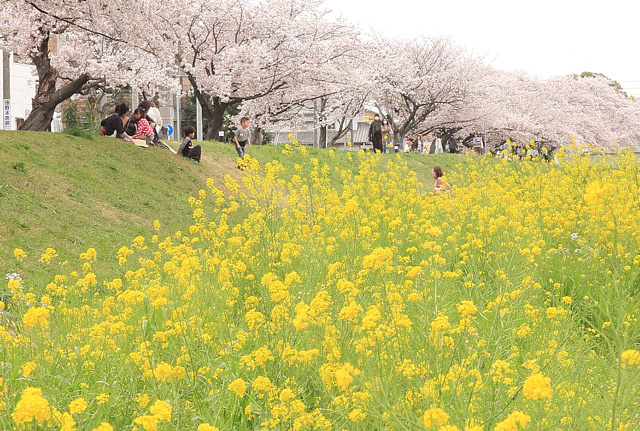 菜の花のじゅうたん