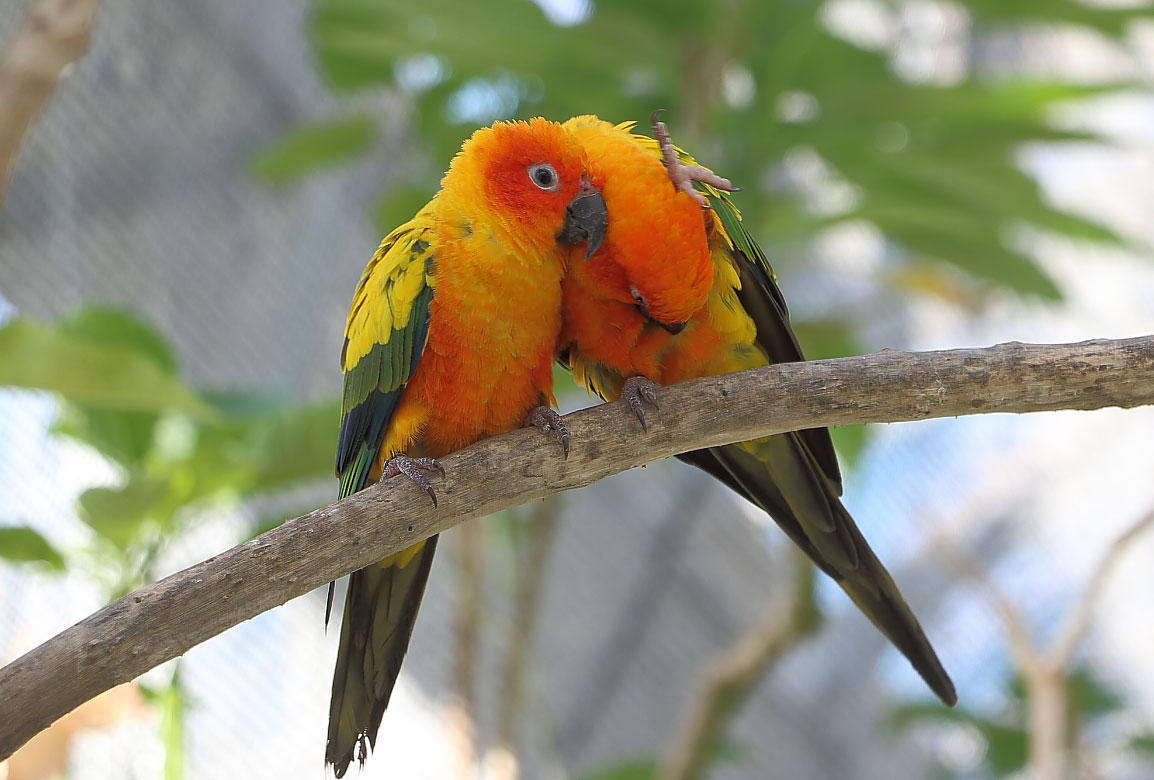 コガネメキシコインコ