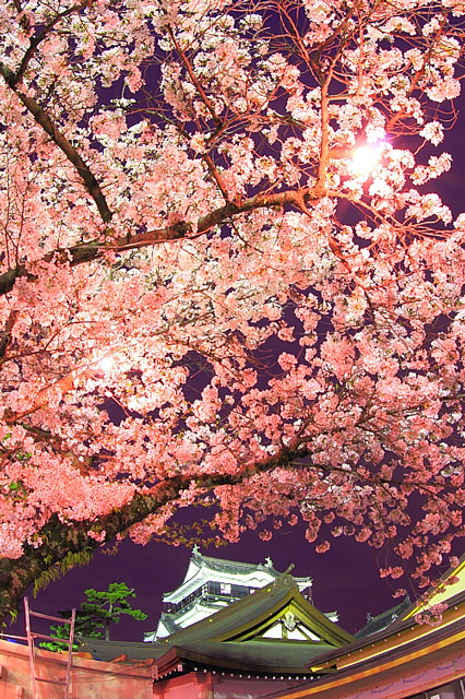ライトアプされた岡崎城と桜の天井