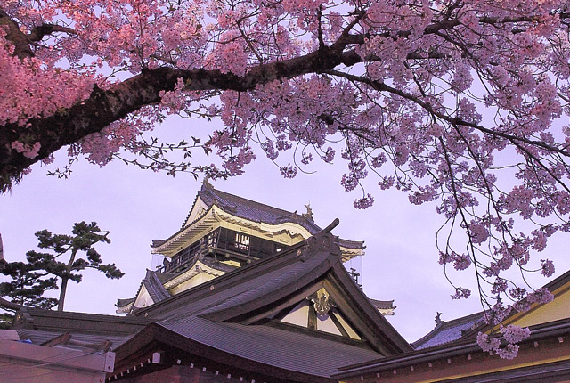 岡崎城と桜