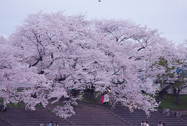 お花見する人々