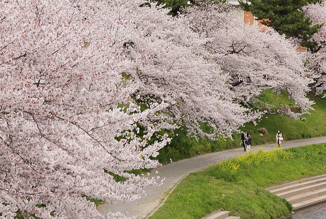 桜の回廊