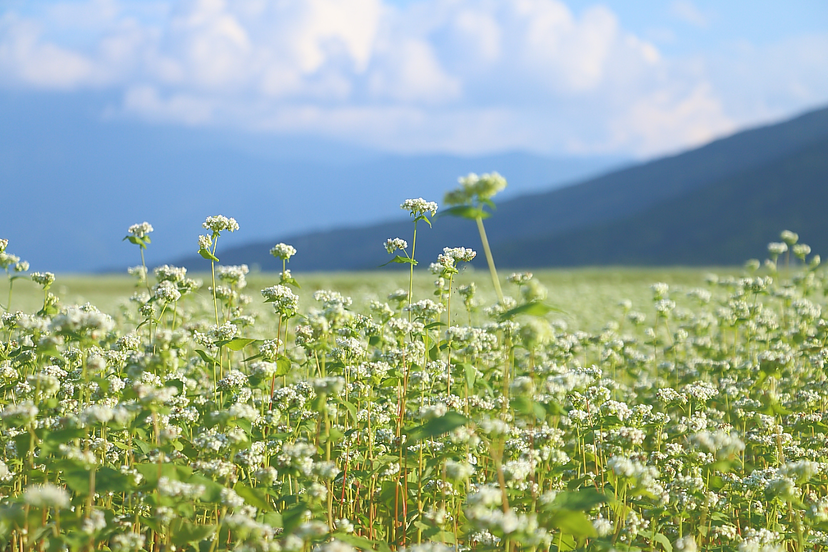 ソバの花