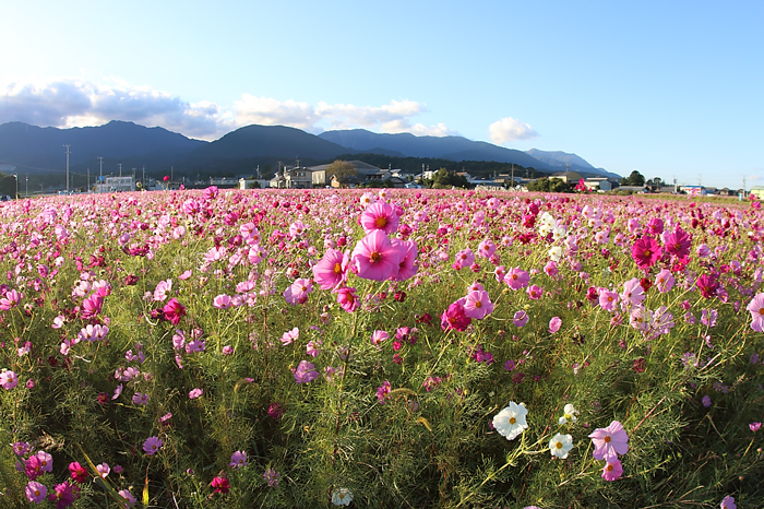 15mmフィッシュアイレンズで撮った菰野町のコスモス畑