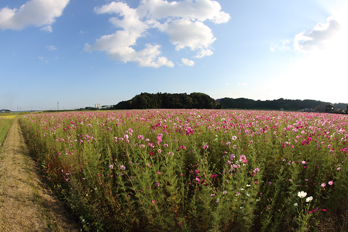 亀山市のコスモス畑と土手