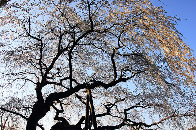 下から見上げる奥山田の桜