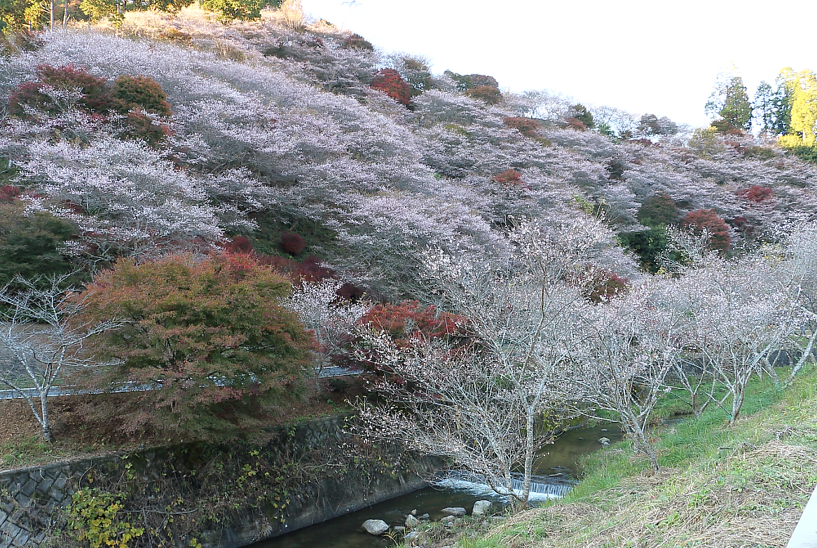 川見の四季桜と紅葉