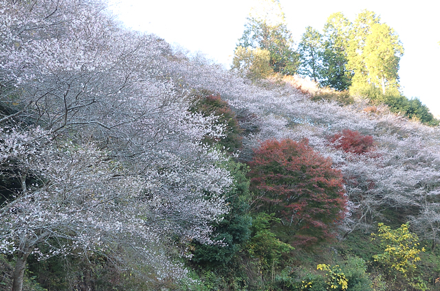 山の壁面に咲き誇る桜
