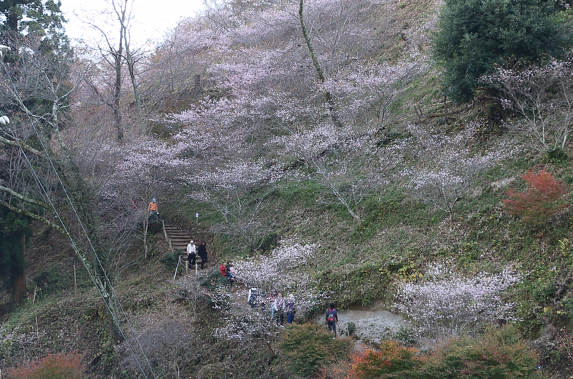 壁面に咲き誇る四季桜と観光客