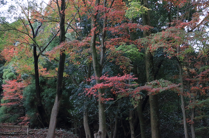 色とりどりの紅葉