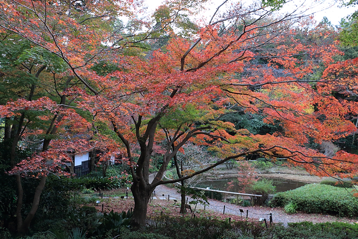 紅葉