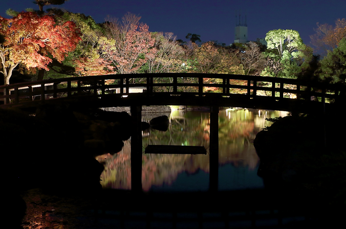 くすのき橋とライトアップ紅葉