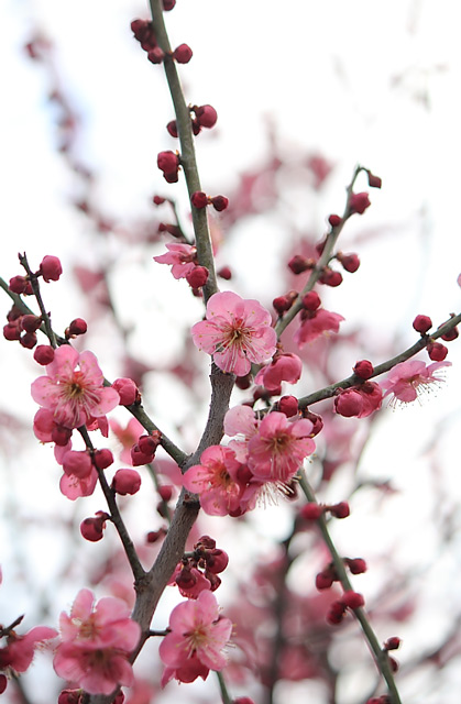 梅の花