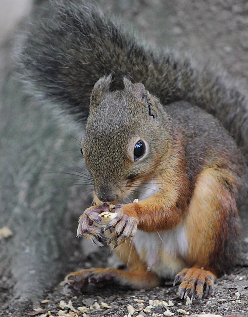 どんぐりを食べるリス